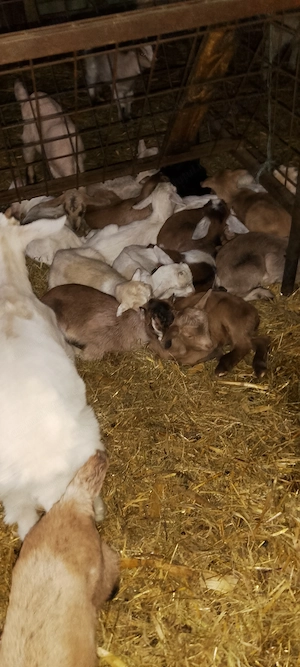 Iezi disponibili Nucet Dambovita  - imagine 2