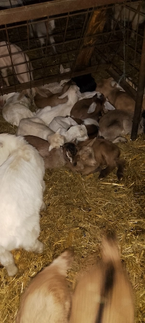 Iezi disponibili Nucet Dambovita  - imagine 4