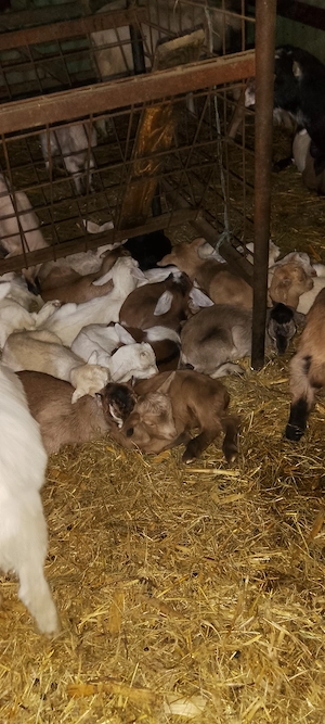 Iezi disponibili Nucet Dambovita  - imagine 3