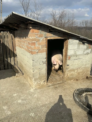 Porc de vanzare 200+ kg - imagine 2