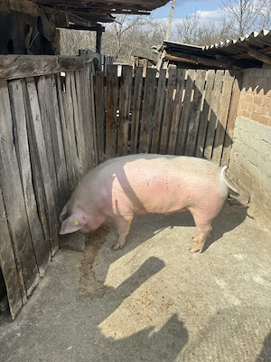 Porc de vanzare 200+ kg