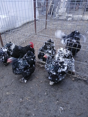 vand oua brahma portelan si cochin urias bobat - imagine 3