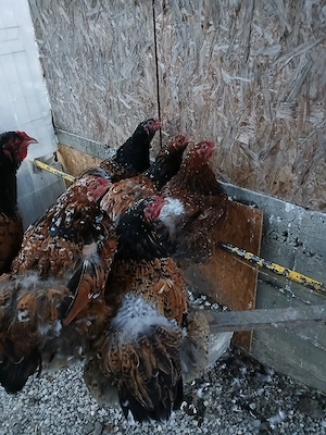 vand oua brahma portelan si cochin urias bobat - imagine 2