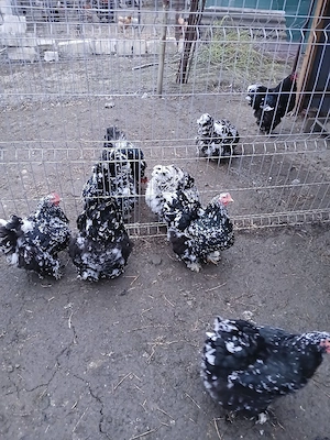 vand oua brahma portelan si cochin urias bobat - imagine 5