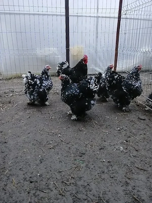 vand oua brahma portelan si cochin urias bobat - imagine 4