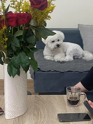 Băiețel Bichon Frise 