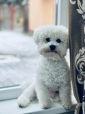 Băiețel Bichon Frise  - imagine 3