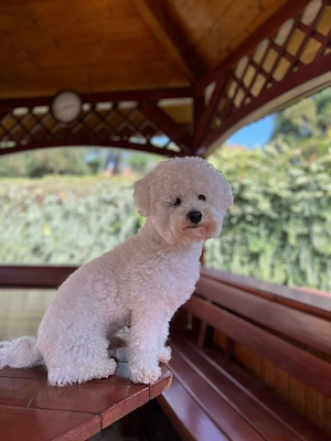 Băiețel Bichon Frise  - imagine 2