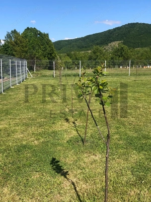 Teren intravilan casa de vacanță, 800, 2 fs, Surduc - imagine 3