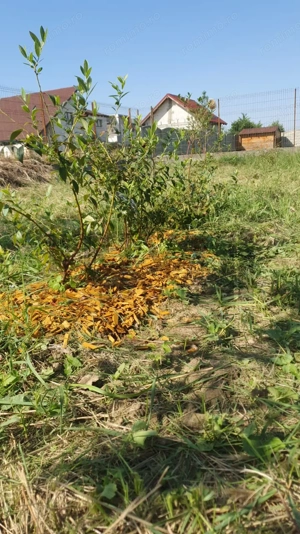 Teren intravilan, 738 mp, fs 16.5 ml, Sag - imagine 9