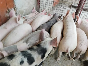 Vand Purcei Marel Alb  si Pietrian cu Landrace si Duroc