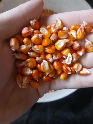 Vand porumb Boabe productie 2025