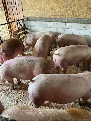 porci de carne de vanzare   - imagine 3