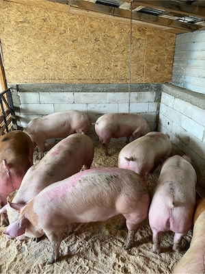 porci de carne de vanzare   - imagine 2