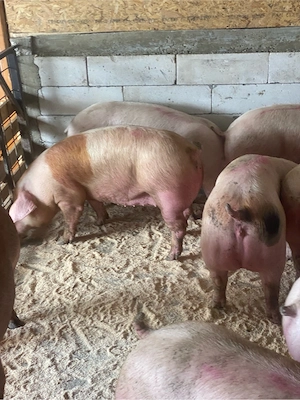 porci de carne de vanzare  