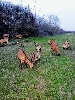 Vand Iede Alpina Franceza.