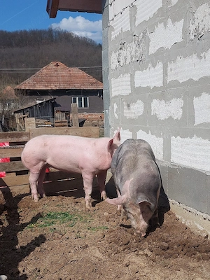 Vand 2 scrofite pietrain  - imagine 4