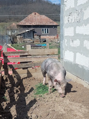 Vand 2 scrofite pietrain  - imagine 2