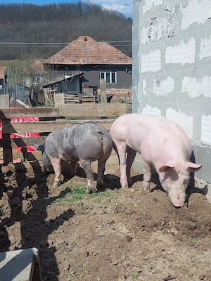 Vand 2 scrofite pietrain  - imagine 5