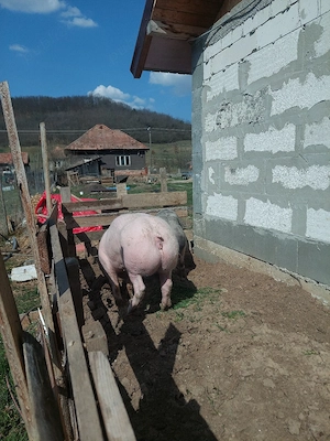 Vand 2 scrofite pietrain  - imagine 3