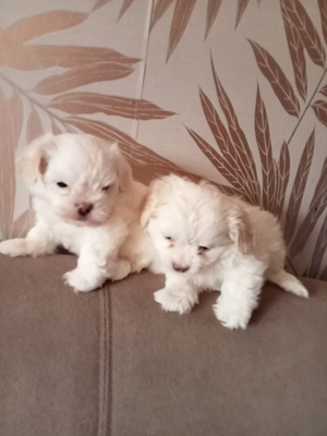 Vând bichoni havanezi