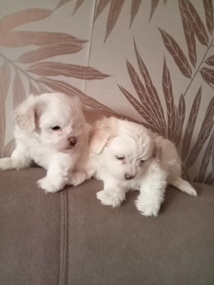 Vând bichoni havanezi - imagine 2