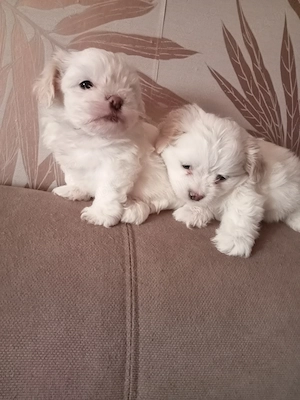 Vând bichoni havanezi - imagine 5