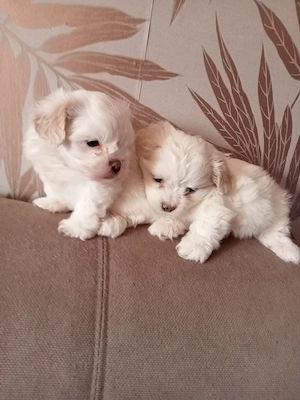 Vând bichoni havanezi - imagine 4