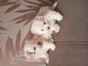 Vând bichoni havanezi - imagine 3