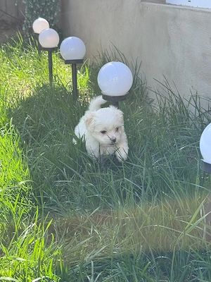 Vând bichon  maltez