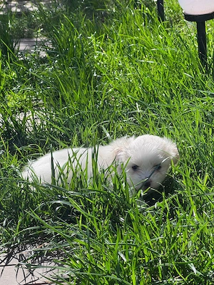 Vând bichon  maltez - imagine 5