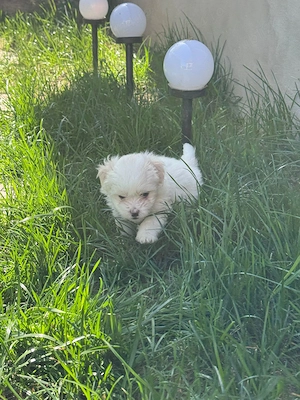 Vând bichon  maltez - imagine 3