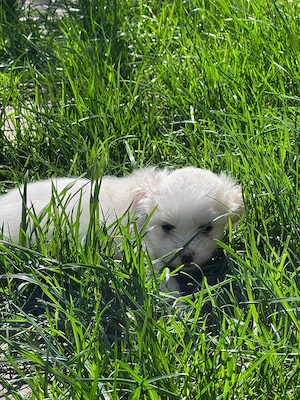 Vând bichon  maltez - imagine 2