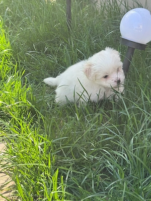 Vând bichon  maltez - imagine 4