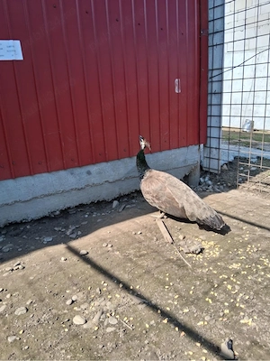 Pauniță de vânzare