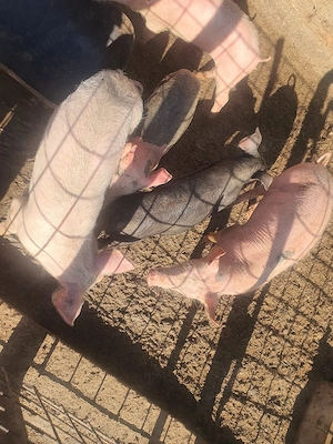 porci de vinzare - imagine 2