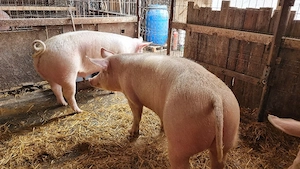 Porci de vanzare - imagine 4