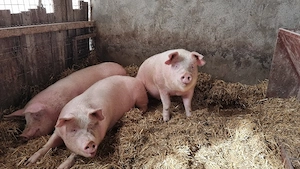 Porci de vanzare - imagine 3