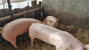 Porci de vanzare - imagine 5