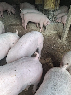 Purcei doar masculi castrați  - imagine 5