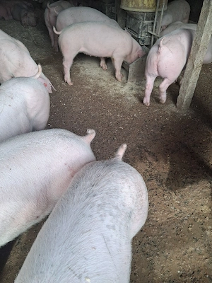 Purcei doar masculi castrați  - imagine 3