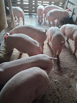 Purcei doar masculi castrați  - imagine 4