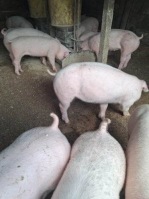 Purcei doar masculi castrați 