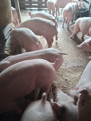 Purcei doar masculi castrați  - imagine 2