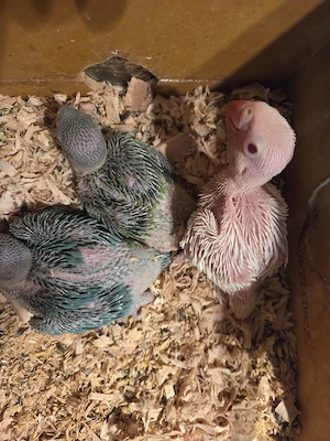 papagali micul alexandru(puișori blănzi)