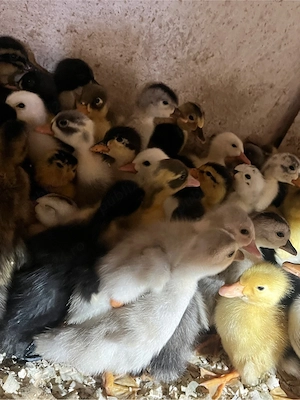 Boboci de rață românească și polară