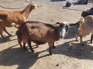 capra alpina franceza  - imagine 3