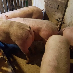 Porci de tăiat 100-160kg Pic  - imagine 4
