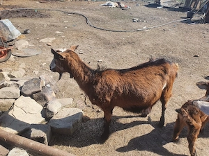 capra alpina franceza  - imagine 2