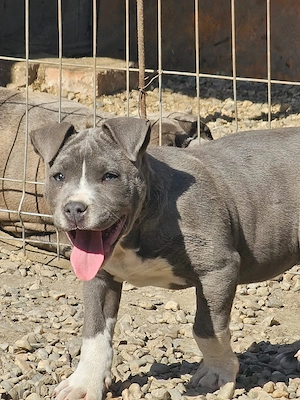 Vând femelă amstaff - imagine 3